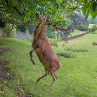DEER FEEDING by Gillian Foulds