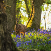 DEER IN THE WOODS by Wayne Churchill