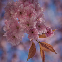DELICATE BEAUTY by Brenda Howard
