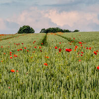 DERBYSHIRE POPPY FIELD by Mike Arblaster