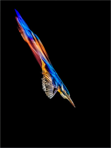 DIVING KINGFISHER by Neil Partridge