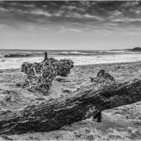 DOG ON STORMY BEACH by Tony Barker