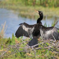 DRYING ANHINGA by Peter Dishart