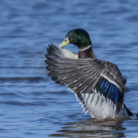 DRYING MALLARD by Peter Ward