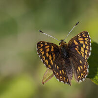 DUKE OF BURGUNDY BUTTERFLY by Christine Maughan