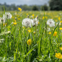 DUMSEY MEADOW by Derrick Tuplin