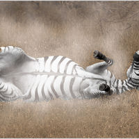 DUST BATH JOY by Sue Swain