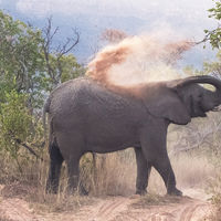 ELEPHANT DUST BATH by Gillian Foulds