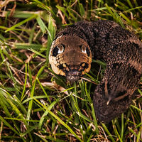 ELEPHANT HAWK-MOTH CATERPILLAR by Malcolm Sargent