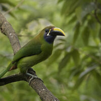 EMERALD TOUCANET by Malcolm Neal