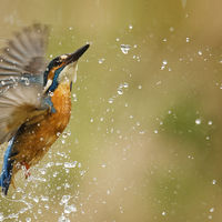 EMERGENCE by Wayne Churchill