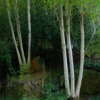 ENCHANTED WOODLAND by Graham Duro