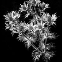 ERYNGIUM by Mike Arblaster