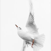 ETHEREAL FLIGHT by Sarah Middleton