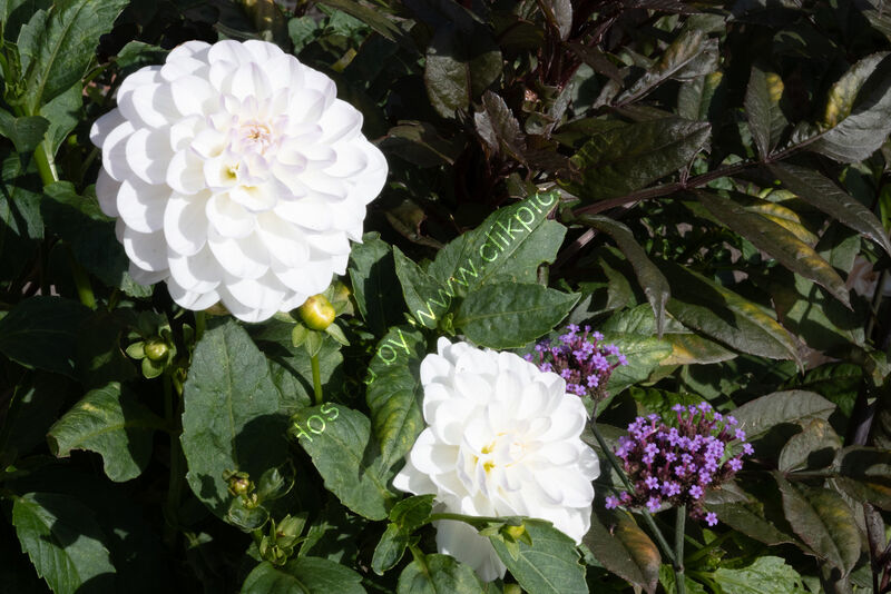 EVELINE AND VERBENA by Chris Nightingale