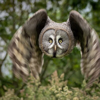 EYES ON THE FALCONER by Neil Partridge