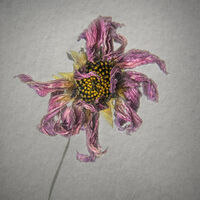 FADED BEAUTY by Christine Maughan