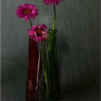 FADED GERBERA by Malcolm Sargent