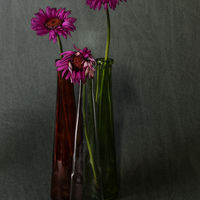 FADED GERBERA by Malcolm Sargent