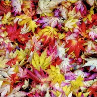 FALLEN LEAVES by Jim Connolly