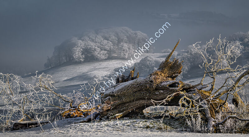 FALLEN TREE by Hans Kralt