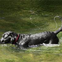 FASCINATION AND JOY OF WATER by Sue Swain