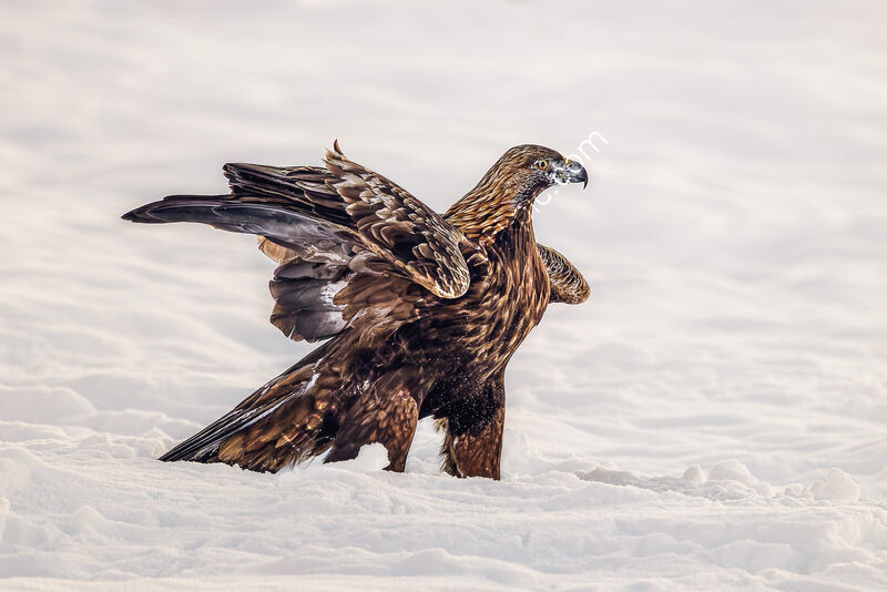 FEMALE GOLDEN EAGLE IN THE SNOW by Michelle Jackson