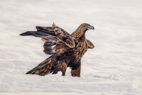 FEMALE GOLDEN EAGLE IN THE SNOW by Michelle Jackson