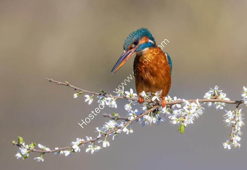 FEMALE KINGFISHER ON BLACKTHORN by Mike Arblaster