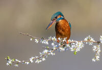 FEMALE KINGFISHER ON BLACKTHORN by Mike Arblaster