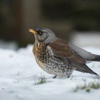 FIELDFARE by Christine Maughan