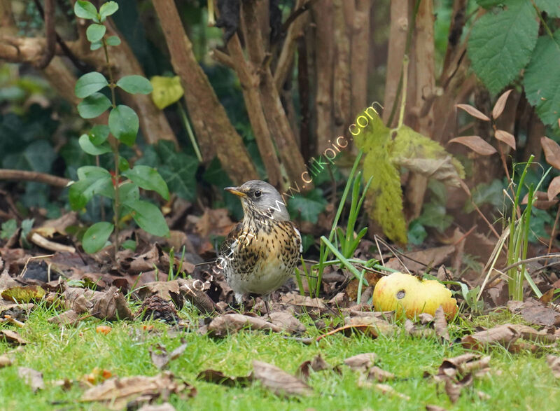 FIELDFARE by Malcolm Neal