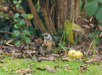 FIELDFARE by Malcolm Neal