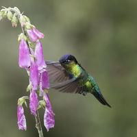 FIERY THROATED H B by Malcolm Neal