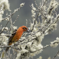 FLAME COLOURED TANAGER by Malcolm Neal2