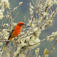 FLAME COLOURED TANAGER by Malcolm Neal