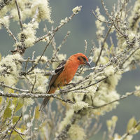 FLAME COLOURED TANAGER by Malcolm Neal