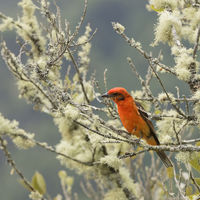 FLAME COLOURED TANAGER by Malcolm Neal