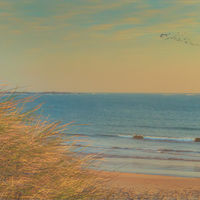 FLIGHT OF COASTAL BIRDS by Tony Barker