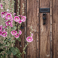 FLOWERS BESIDE COTTAGE DOOR by Tony Barker