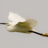 FLYING EGRET by Nigel Seale
