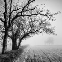 FOGGY MORNING by Mark Constable