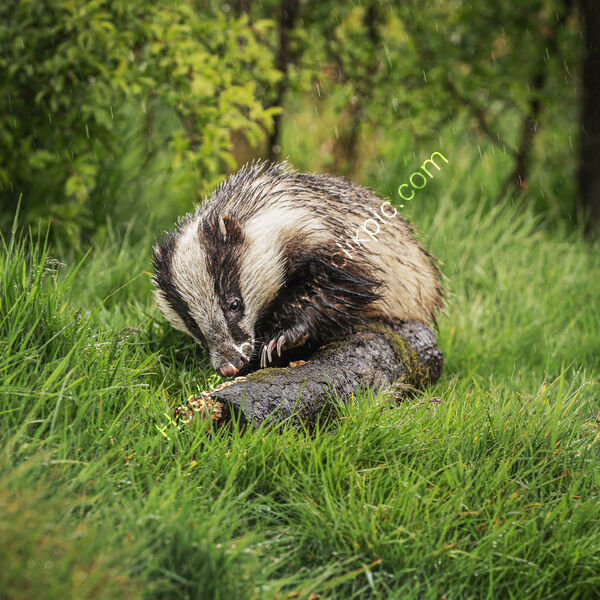 FORAGING IN THE RAIN by Michelle Jackson