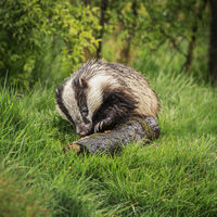 FORAGING IN THE RAIN by Michelle Jackson