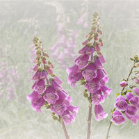 FOXGLOVES by Gillian Foulds