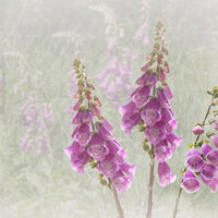 FOXGLOVES by Gillian Foulds