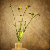 FREESIAS by Wayne Churchill