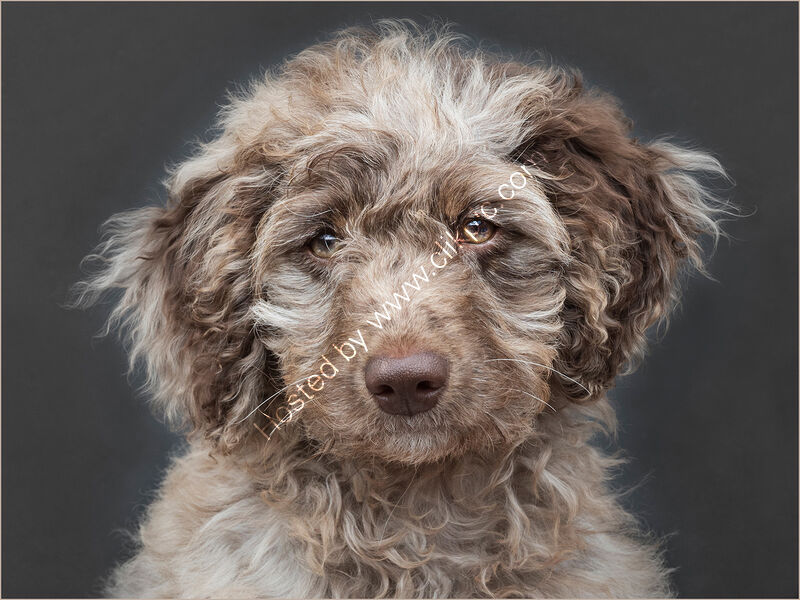 FREYA by Gillian Foulds