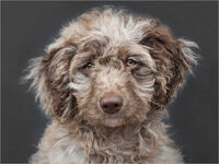 FREYA by Gillian Foulds