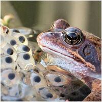 FROG AND SPAWN by Kevin Marples